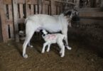 Turkish Kangal dog becomes second mother to lamb