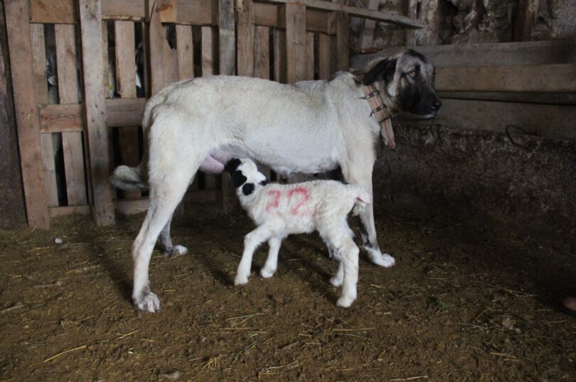 Turkish Kangal dog becomes second mother to lamb