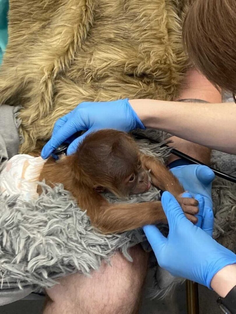 Audubon's baby orangutan continues to have health struggles – KION546