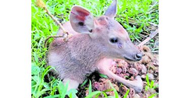 Newborn sambar deer dies of shock after being separated from mother 